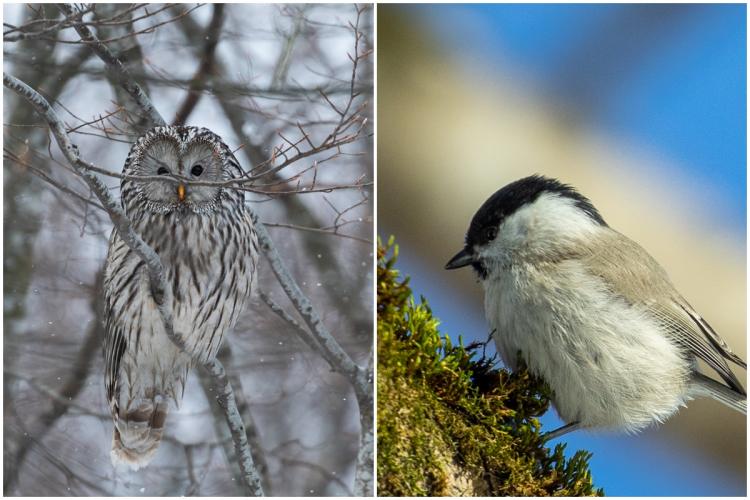Fotografii splendide cu păsările Munților Apuseni, distribuite de Parcul Natural Apuseni cu prilejul Zilei Internaționale a păsărilor