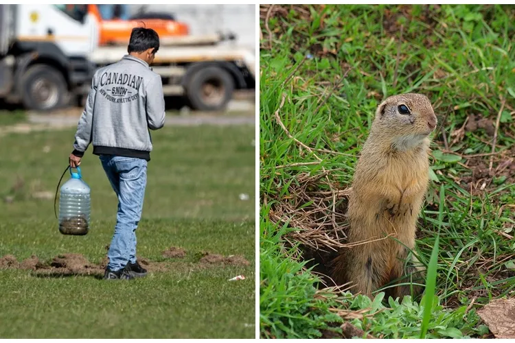 Vietnamezi din Timișoara, filmați când săpau să prindă popândăi pentru a-i mânca - VIDEO