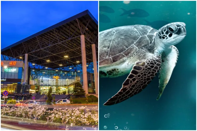 Spectacol de proiecție pentru copii, gratuit, la Iulius Mall Cluj. Se deschide Lumea Oceanelor! 