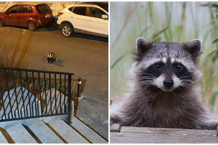 Clujul e tot mai exotic! Bursuc sau raton pe o stradă din oraș? Ce animal e în fotografie?