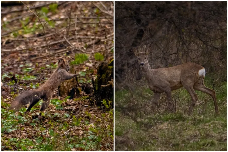 FOTO. „O mare bucurie să vezi asemenea minunății!”. Animalele din pădurea Hoia-Baciu, surprinse în fotografii minunate