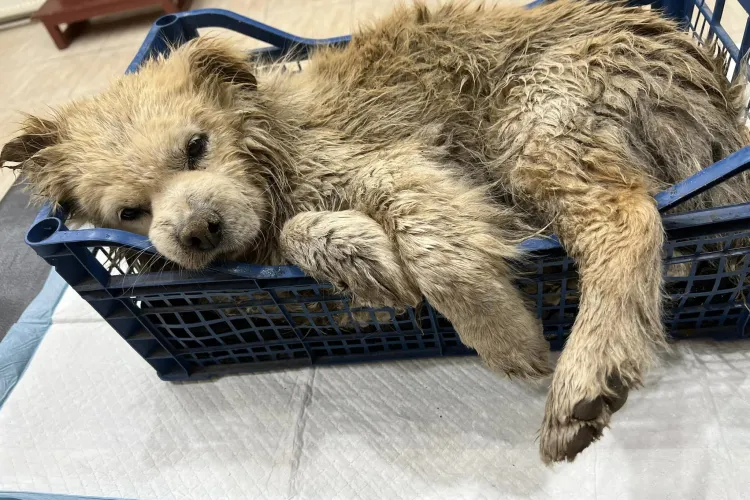 Un ”suflet” de cățel a fost salvat de un băiat, dar sute de oameni au trecut nepăsători: Nu ne mai facem bine niciodată - VIDEO