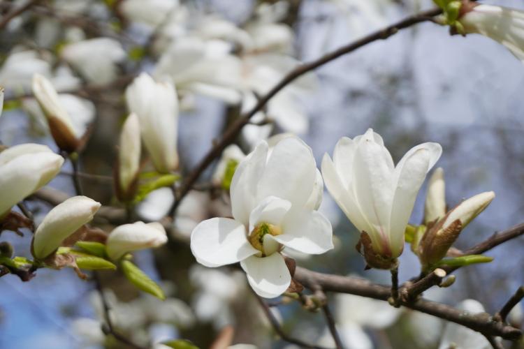 FOTO. În perioada Sărbătorilor Pascale clujenii se pot bucura de magnoliile înflorite la Grădina Botanică din Cluj-Napoca