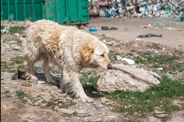 Apel de sprijin pentru câinii din Pata Rât! Se caută voluntari pentru o acțiune de sterilizat, vaccinat și înregistrat patrupezii din zonă