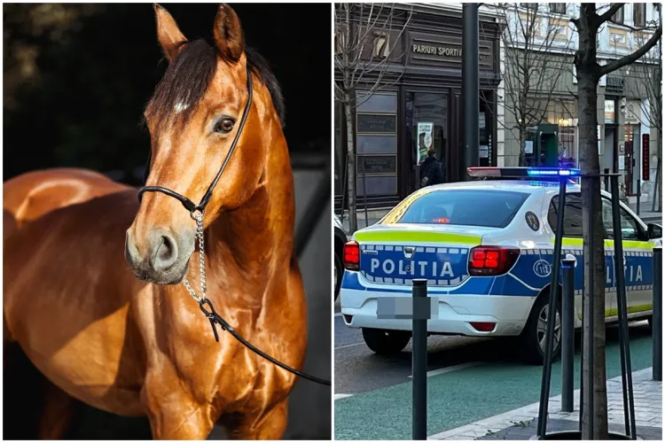Investigație lungă de 4 ani, pentru furtul a 6 cai, dă rezultate în sfârșit. Paguba totală ar fi fost de 100.000 de lei