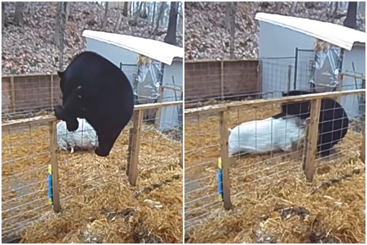 VIDEO. O pereche de porci „neînfricați” s-au luptat cu înverșunare împotriva unui urs, care a încercat să intre în țarcul lor