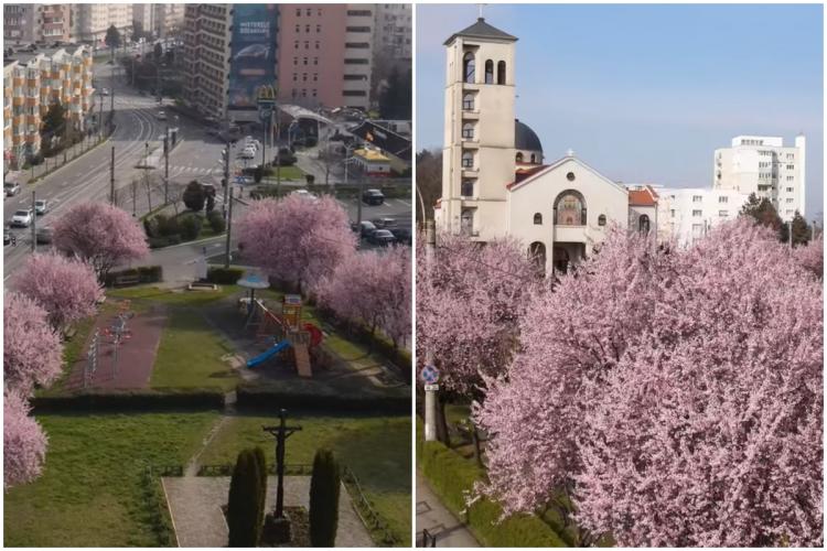 VIDEO. Situația e roz, la Cluj. Cartierul Mănăștur, surprins în imagini splendide de primăvară, filmate cu drona