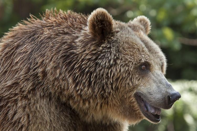 Urs semnalat într-o localitate din Cluj. Oamenii sunt rugați prin mesaje de alertă sms să stea în case 