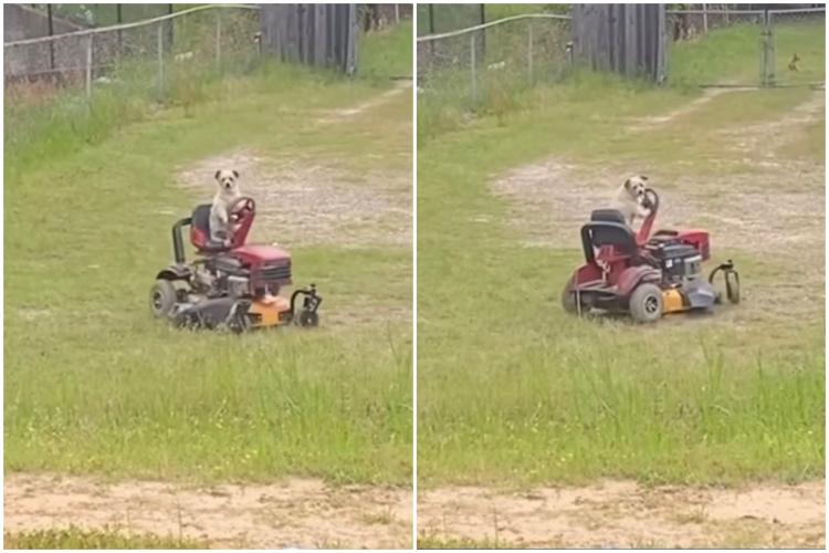 VIDEO. Un câine, surprins muncind de zori pe mașina de tuns iarba - „Mâncarea de câini nu e pe gratis” 