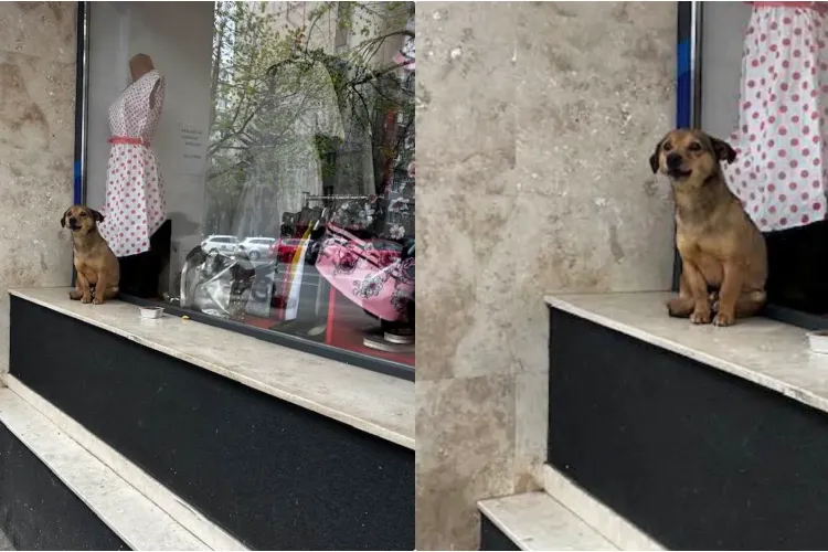 Cățel batjocorit și abandonat în Mănăștur: ”Cetățenii de 5 stele se amuză și trec mai departe…” - FOTO