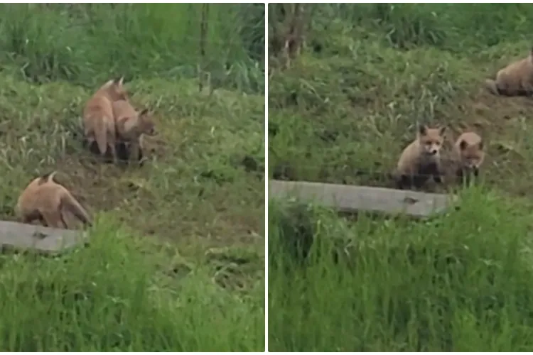 Familie de vulpi „ca în revistele cu natură”, lângă un bloc din Cluj. Trebuie relocate pentru că se construiește în zonă - VIDEO