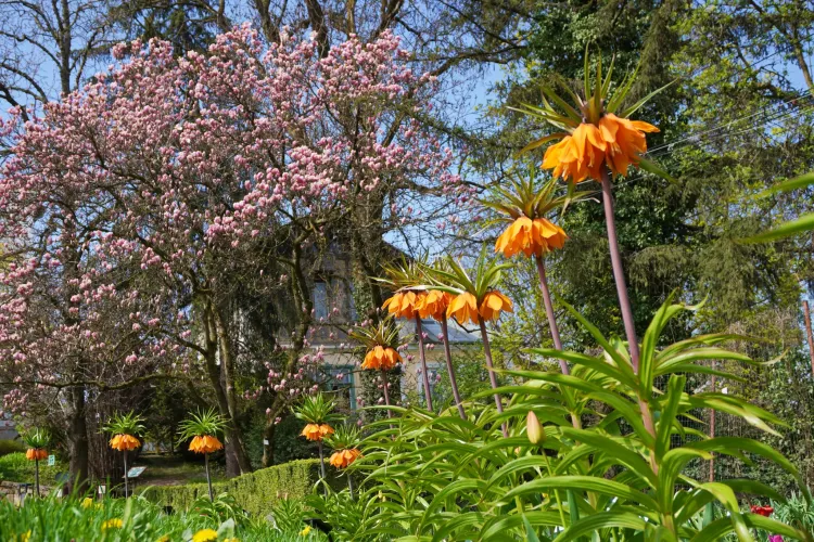 Spectacol incredibil, care nu trebuie ratat în acest sfârșit de săptămână la Grădina Botanică din Cluj, mai ales că se anunță mult soare