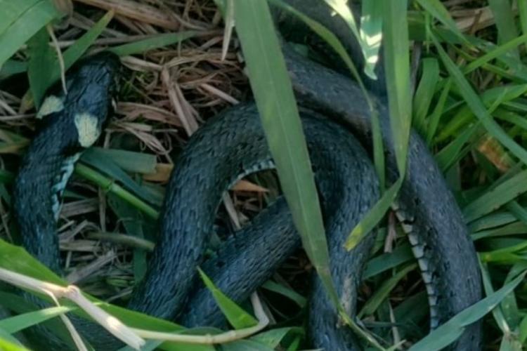 Șarpe depistat într-un parc din Florești! Cât de periculos este șarpele de casă și ce superstiții există