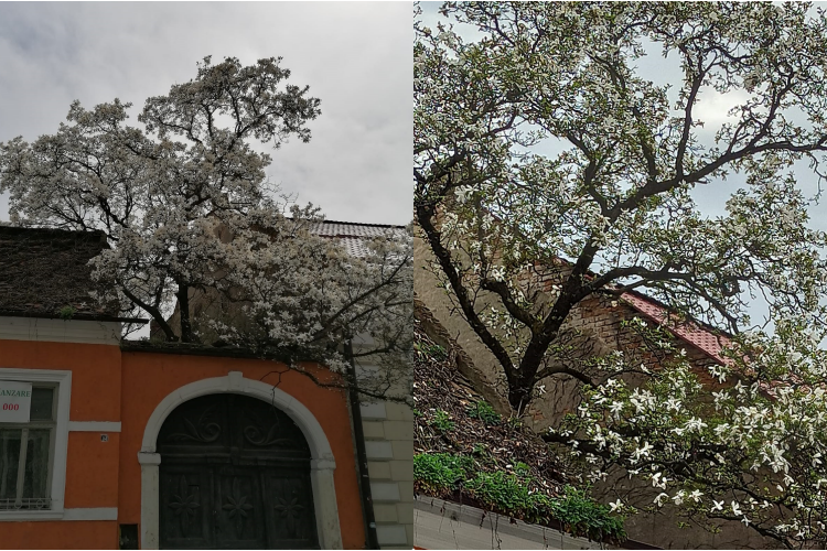 Se vinde celebra ”Casă cu magnolii” a Clujului. Prețul casei este pe măsura frumuseții copacului din curtea sa