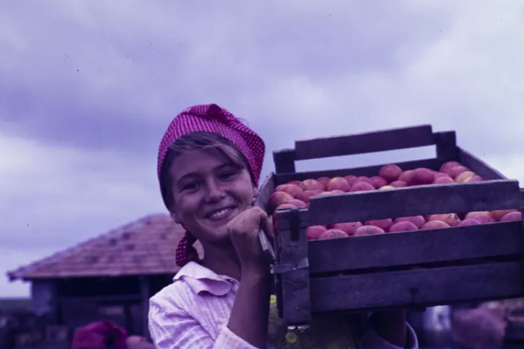 C.A.P - urile erau pe vremea comunismului depozitul cu legume al orașelor sau e numai un MIT - FOTO