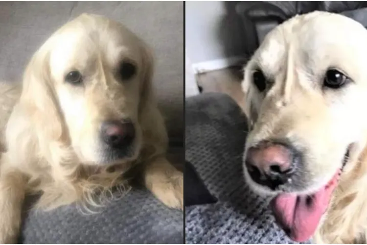 Un câine a mers 4 săptămâni și și-a găsit stăpânul care l-a abandonat: ”Cooper este deștept. Instinctul l-a dus înapoi într-un loc”