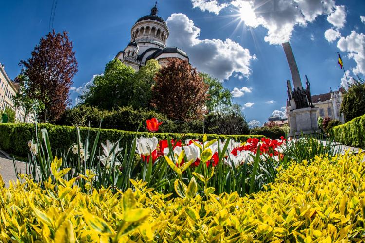 Clujul este orașul florilor! Oradea are cireși înfloriți, dar Clujul are lalele superbe - FOTO
