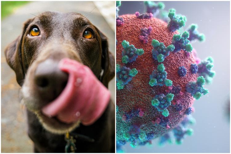 Boala numită „gripa câinelui” a evoluat și este capabilă acum să infecteze și oameni. Care este avertismentul oamenilor de știință?