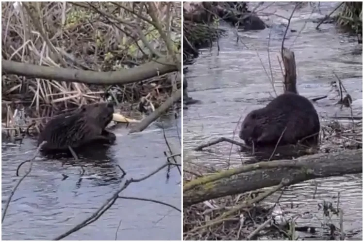 VIDEO. Activiștii clujeni cer ca porțiunea dintre zona botezată „Delta Florești” și Someș să fie zonă protejată, deoarece este populată de castori