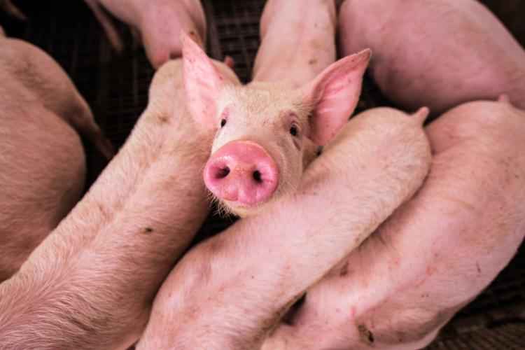 Legea porcului a fost adoptată! Ce se întâmplă cu porcii din gospodării