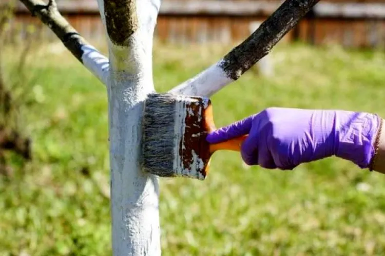 Care este motivul pentru care se văruiesc primăvara pomii? Un scriitor susține că explicaţia este războiul, nicidecum pomicultura