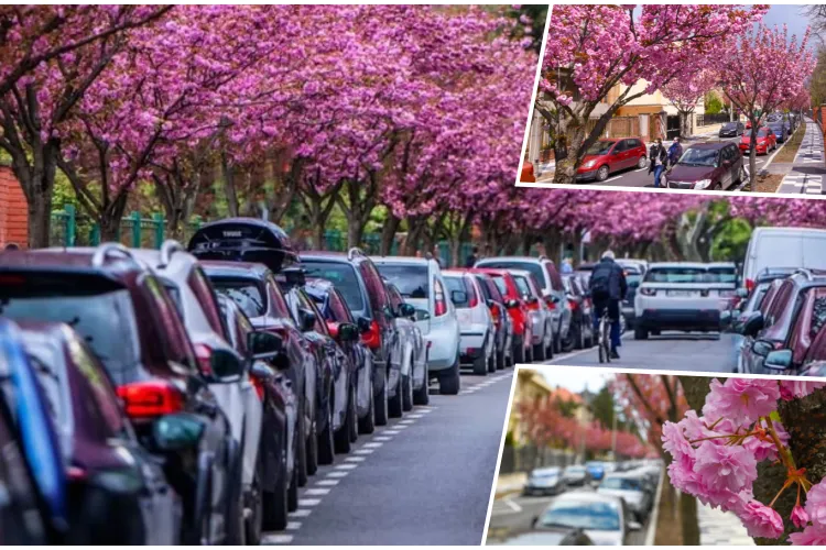 Vestul României are cea mai frumoasă stradă din Europa. E Raiul pe pământ în acest anotimp binecuvântat - FOTO