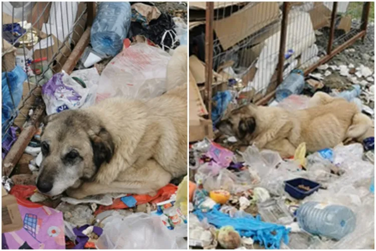 Ți se rupe sufletul de atâta tristețe. Clujenii s-au unit și au salvat un cățel ajuns piele și os - FOTO