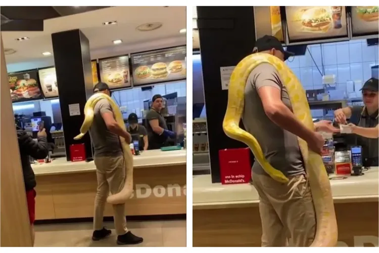Un român a intrat cu un şarpe uriaş la gât, într-un fast-food. Imaginile au fost surprinse de un martor