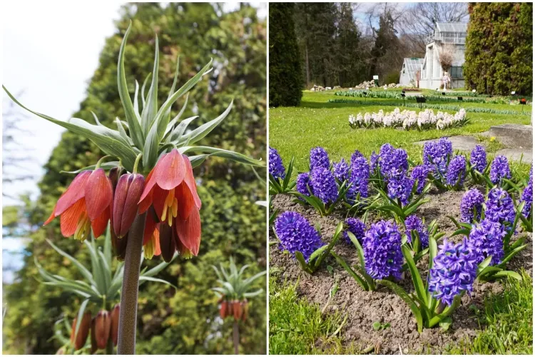 Florile deosebite care fac primăvara să-și facă simțită prezența cu adevărat! Clujenii pot asista la un adevărat spectacol floral