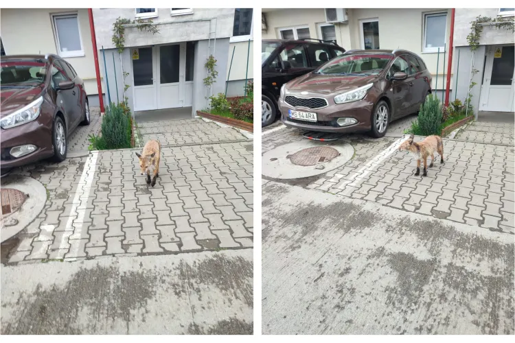 Ți se rupe sufletul! Înfometate și amărâte, vulpile ajung pe străzile Clujului: „Blocuri, case, pădurea la animale nu mai există. Ăștia suntem”