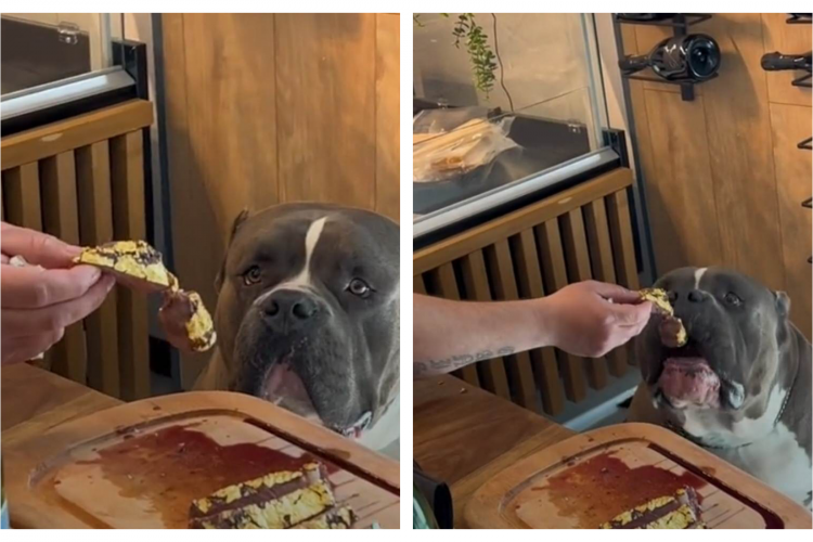 Ultima fiță a „greilor” Clujului: Au dat câinelui carne de vită în foiță de aur la restaurantul de megalux din oraș - VIDEO