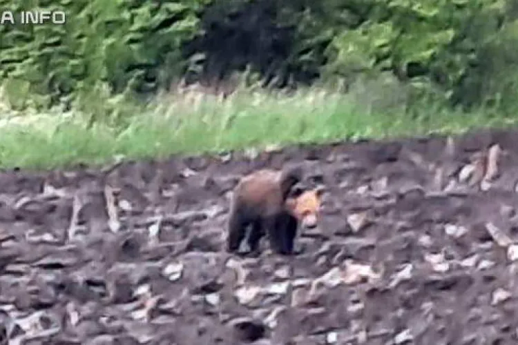 Urs fotografiat în localitatea Cătina, în județul Cluj. A fost atacat un taur - VIDEO