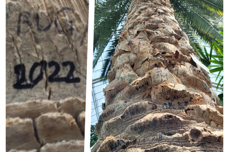 ”Natura umană VS natură sau Coloana infinitei prostii!” - Palmierul uriaș din Gradina Botanică e loc de scris cu markerul - FOTO