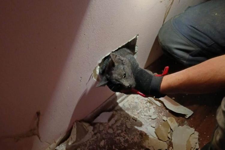  FOTO. Bravii pompieri clujeni au salvat o pisică care a rămas blocată în peretele unei locuințe