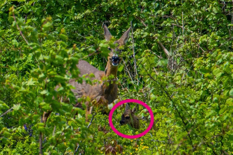 „Să-i urăm bun venit celui mai nou ‘locatar’ al Pădurii Hoia” - Un ied de căprioară de o frumusețe rară, zărit la periferiile Clujului