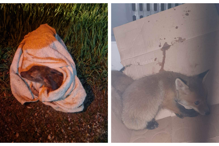 Voluntarii din Cluj, șocați de cruzimea umană! Cum au rămas șase pui de vulpe și unul de căprioară fără mame: „Ar trebui sa ne pună pe gânduri”