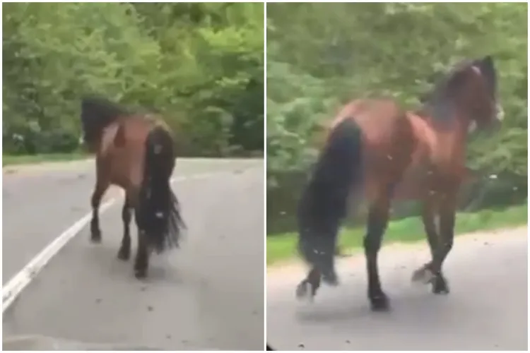 VIDEO. Cal surprins alergând dezorientat pe carosabil, între Făgetul Clujului și Sălicea  