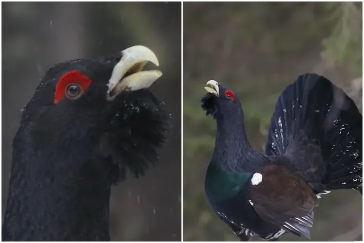 VIDEO. Imagini de o frumusețe naturală nemărginită, cu rotitul cocoșului de munte din Parcul Natural Apuseni