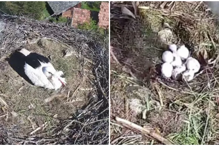 Primii doi pui de barză au ieșit din ouă în cuibul de la Vlaha. Imaginile sunt senzaționale - VIDEO