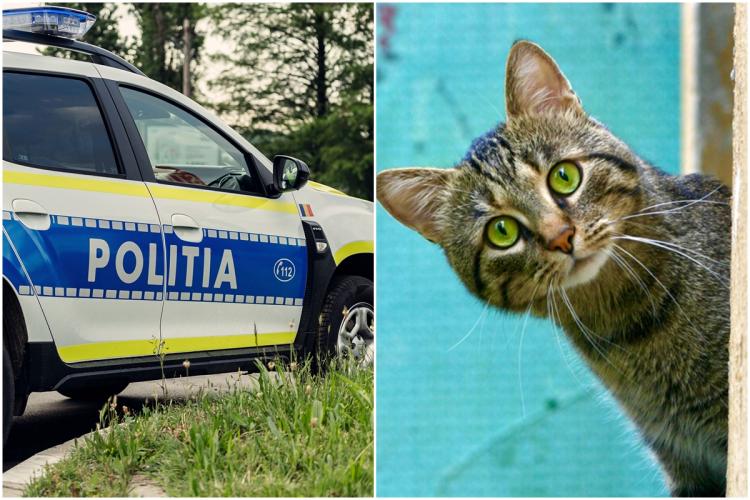 Tânăr de 17 ani, identificat și cercetat de polițiști după ce a făcut un gest de o cruzime inexplicabilă unei pisici 