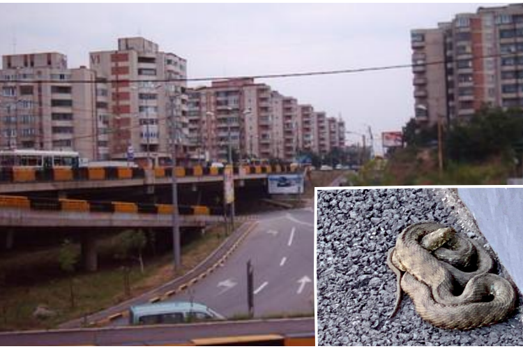 Un șarpe a fost văzut în Mărăști, lângă podul de pe Aurel Vlaicu - FOTO