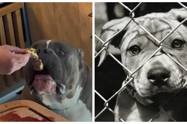 ”Așa își spală păcatele!” - Provocare de la un iubitor de animale către clujeanul care i-a dat câinelui carne cu foiță de aur