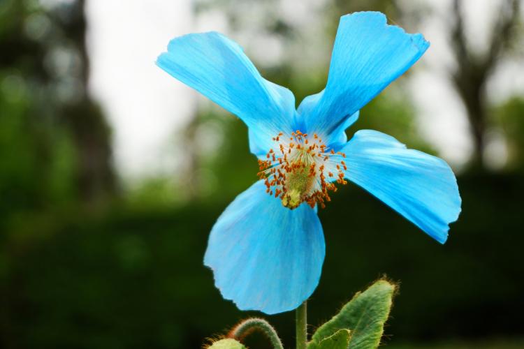 A înflorit macul albastru himalayan, care se poate vedea la Grădina Botanică din Cluj în acest weekend, alături de mii de alte flori