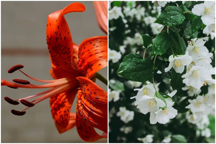 Florile care nu trebuie plantate lângă legume în grădină. Unele dintre ele sunt toxice și pot strica o recoltă întreagă