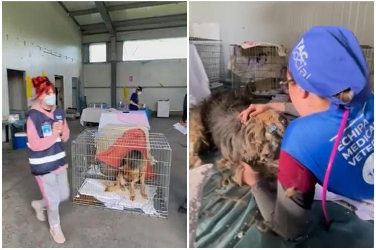 Cluj: „Au cerut 4 mături de la primărie, n-au primit” - Efortul titanic depus de un ONG într-o acțiune de sterilizare de câini