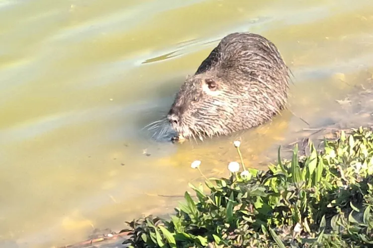 Imagini superbe cu un castor filmat în timp se hrănea în Valea Ioni din Florești, la coada barajului - VIDEO