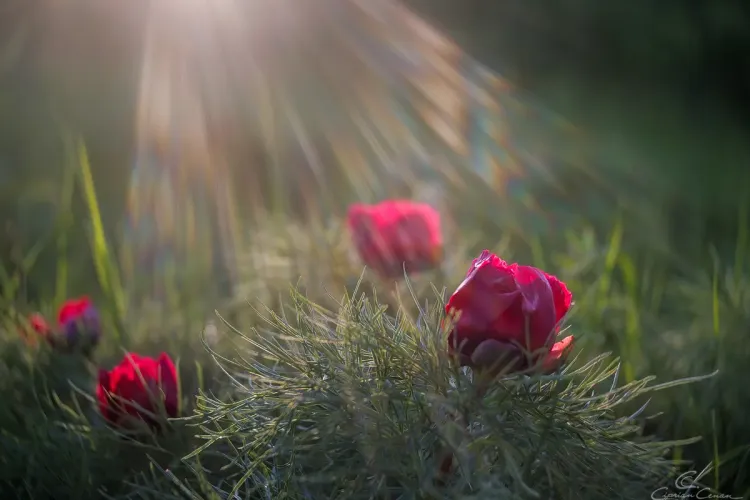 Au înflorit bujorii! E perioada perfectă de vizitat Rezervația de bujori de la Zau de Câmpie - FOTO