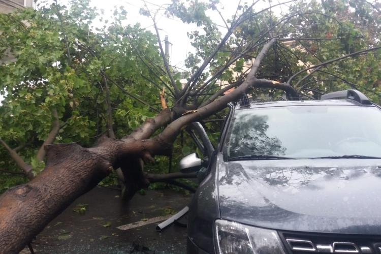 Copac căzut în Cluj-Napoca peste mașini, în urma ruperii de nori de duminică seara 