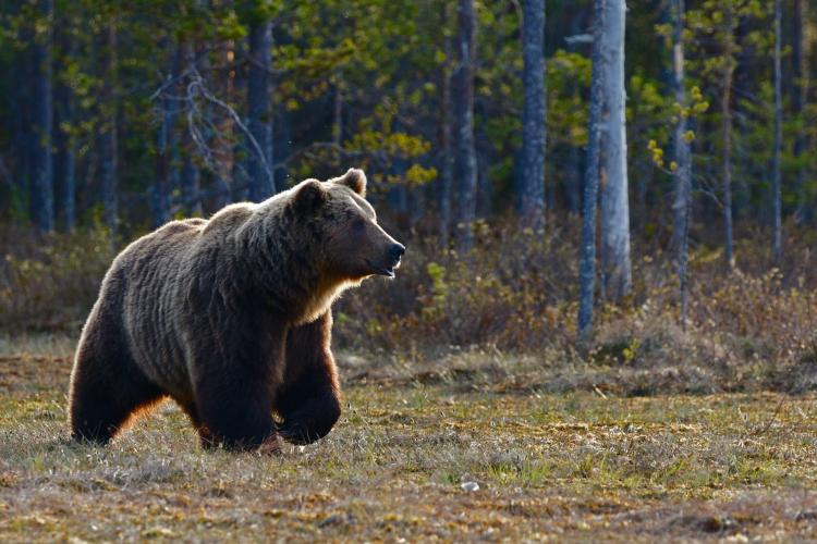 Ministerul Mediului, obligat în instanță să plătească daune morale de 100.000 de lei unui bărbat care a fost mutilat de urs