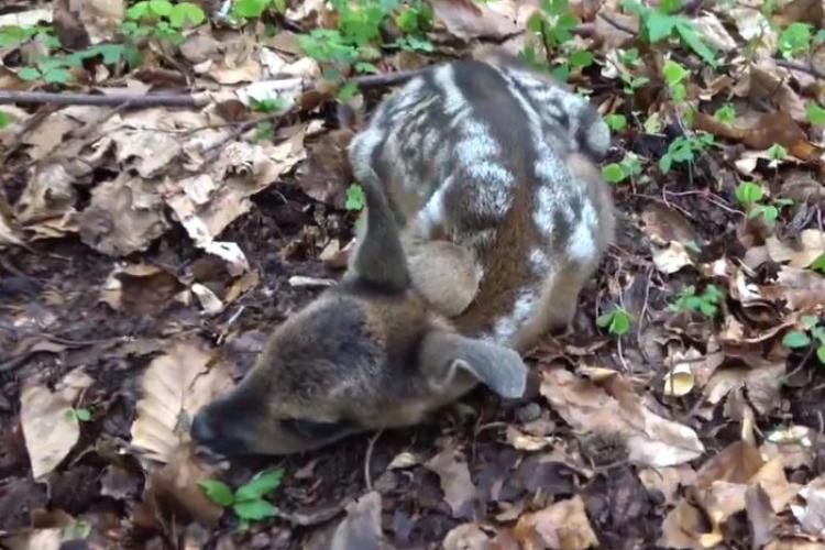 Un adevărat Bambi descoperit într-o pădure din România! Ce trebuie să faceți dacă dați peste așa ceva - VIDEO